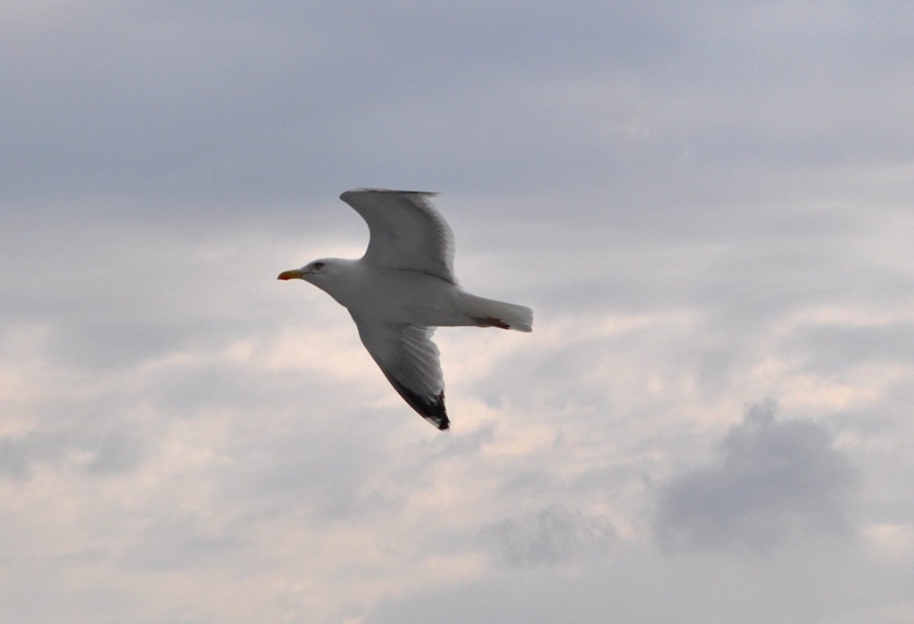Seagull  by philbacon