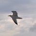 Seagull  by philbacon