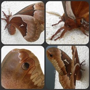 28th May 2011 - Mr Moth, you are easily as pretty as a butterfly!