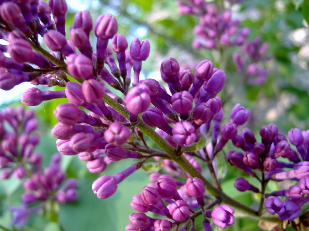 Closed lilacs by dianezelia