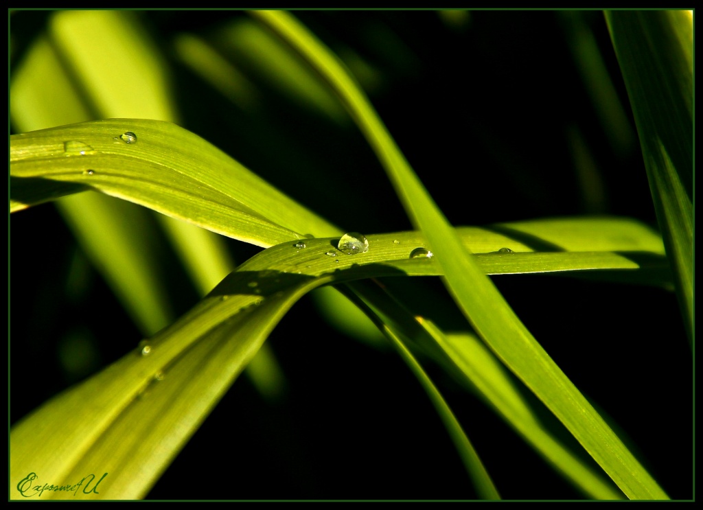 Water Droplet by exposure4u