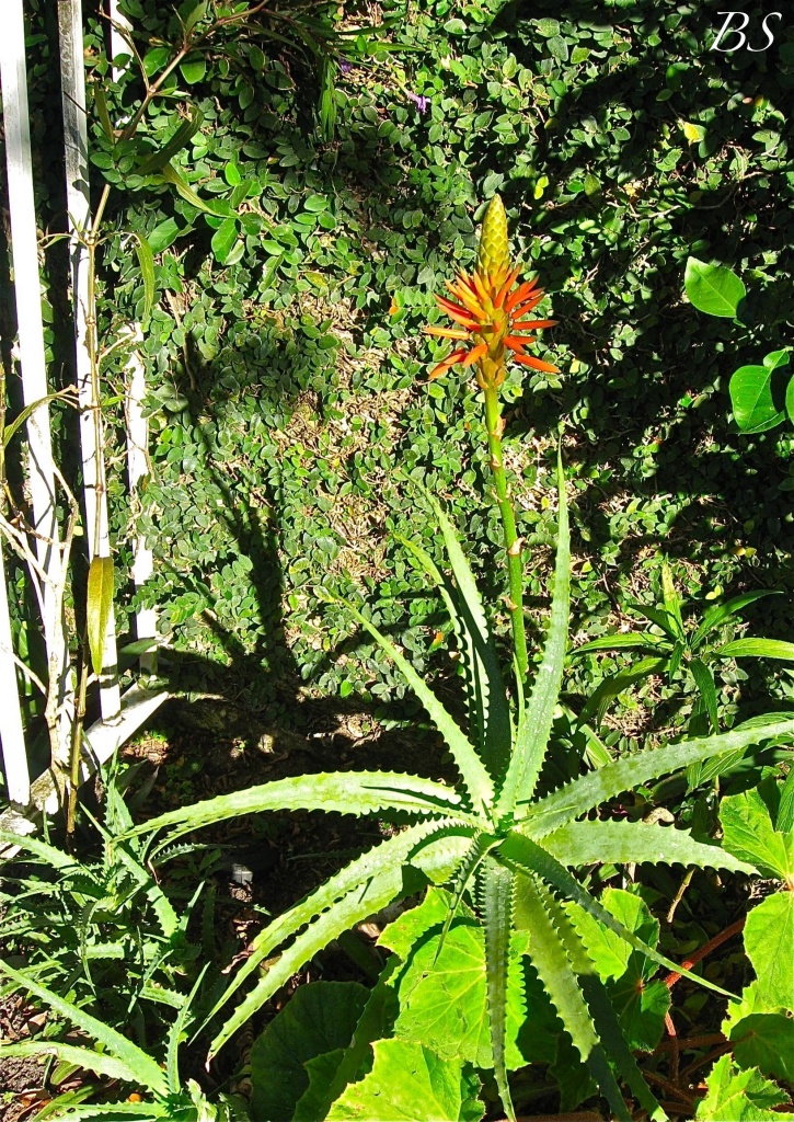Flowering Aloe by stcyr1up