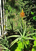 30th May 2011 - Flowering Aloe