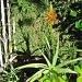 Flowering Aloe by stcyr1up