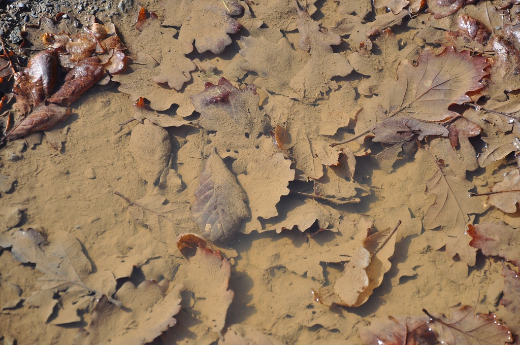 Leaves in a puddle by overalvandaan