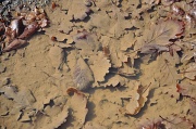 7th Apr 2010 - Leaves in a puddle