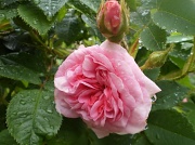 30th May 2011 - Roses