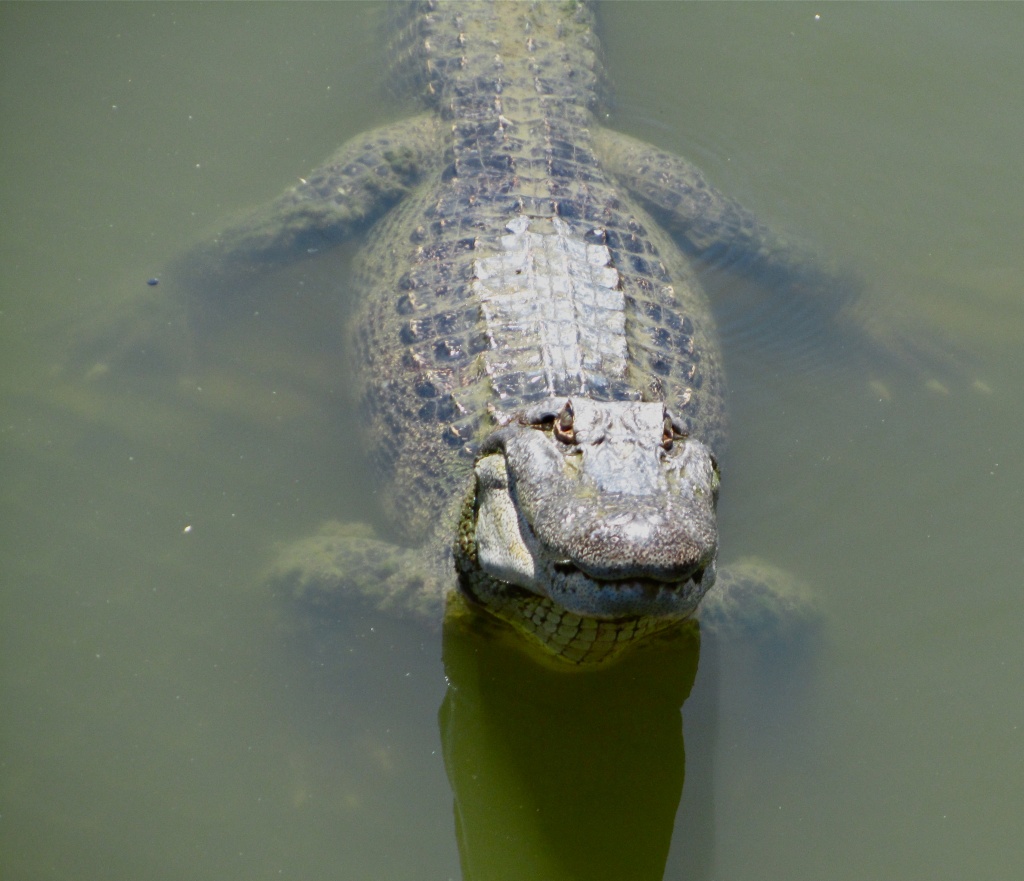 Alligator by eudora