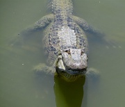 29th May 2011 - Alligator