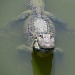 Alligator by eudora