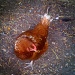 Chicken by manek43509