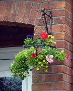 29th May 2011 - One of my Hanging Baskets