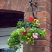 One of my Hanging Baskets by phil_howcroft