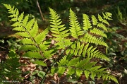 30th May 2011 - Fern, Late Afternoon