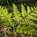 Fern, Late Afternoon by falcon11
