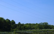 30th May 2011 - The swamps of New Jersey