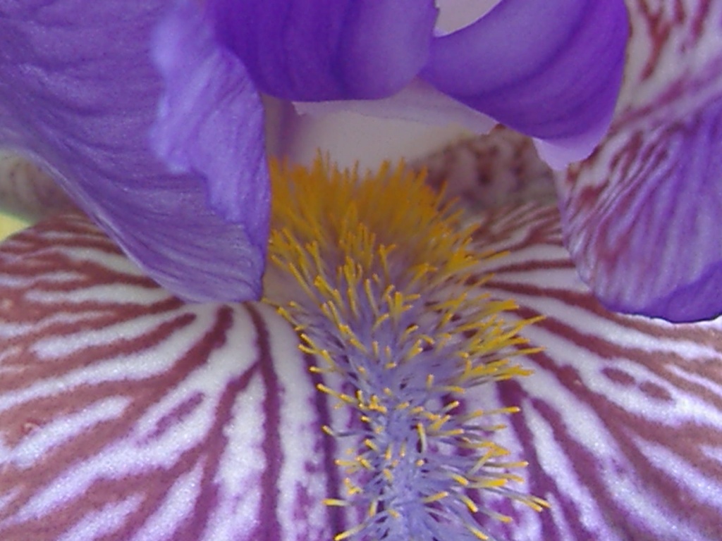 Purple Bearded Iris by dianezelia