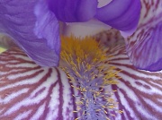 2nd Jun 2011 - Purple Bearded Iris
