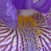 Purple Bearded Iris by dianezelia