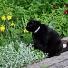 cat among the daffodils by cwarrior