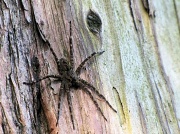 30th May 2011 - A very large foo foo spider. 