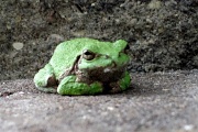 30th May 2011 - L'il green Frog