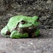 L'il green Frog by dakotakid35