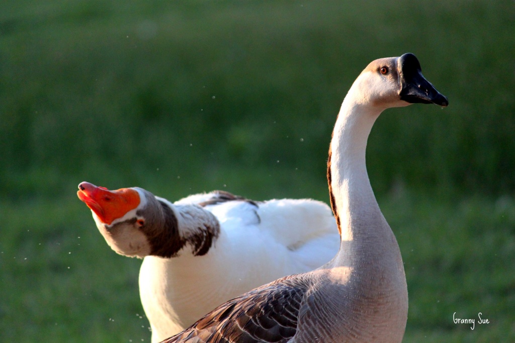 Goose Drying Off  by grannysue