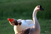 30th May 2011 - Goose Drying Off 