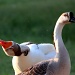 Goose Drying Off  by grannysue