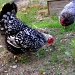 Hens Gone Wild by lauriehiggins