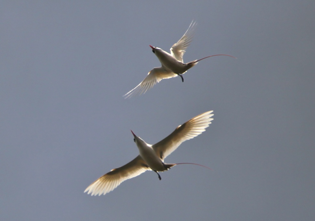 Silver bosun birds - Air wars or perhaps aerial ballet by lbmcshutter