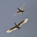 Silver bosun birds - Air wars or perhaps aerial ballet by lbmcshutter