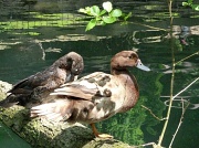 24th May 2011 - Leaf patterned duck