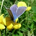Common Blue by natsnell