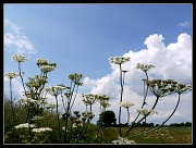 31st May 2011 - Unrandom plant