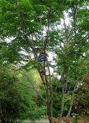 31st May 2011 - Driven Up a Tree*