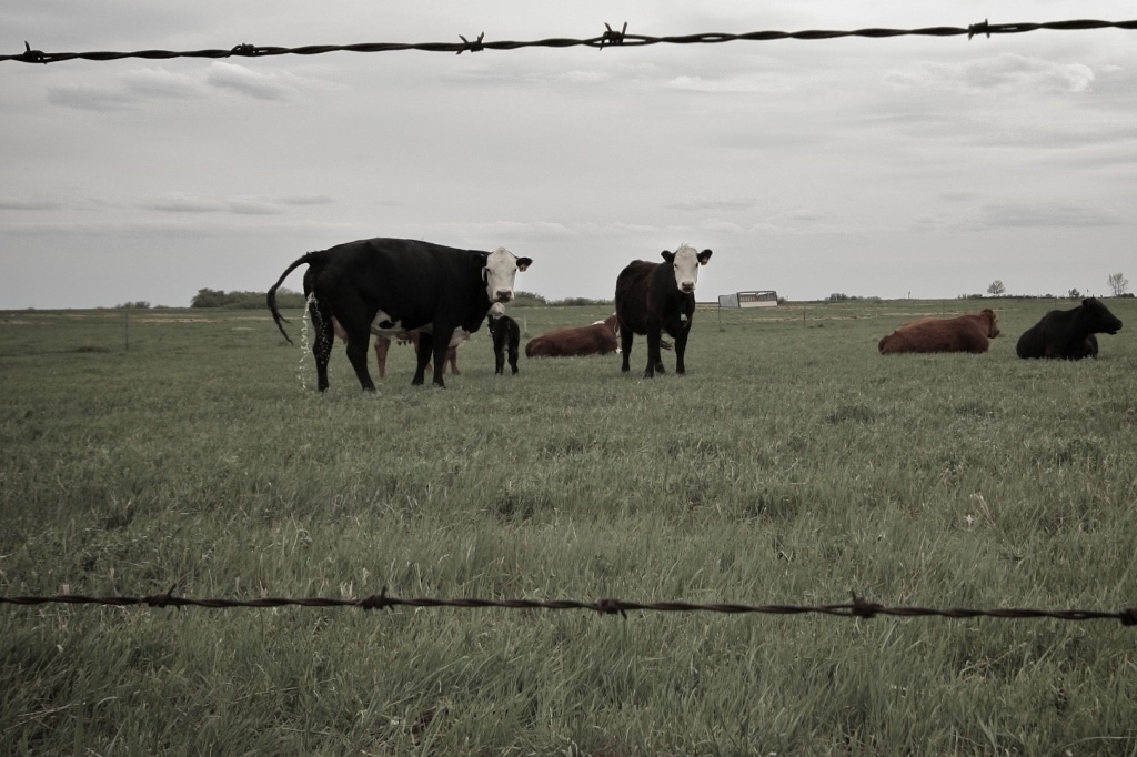  Things That are Awesome: Playful Cows by laurentye