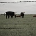  Things That are Awesome: Playful Cows by laurentye