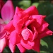 Rose by hjbenson