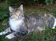 31st May 2011 - Kitty Cat