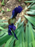 24th May 2011 - Siberian Iris