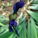 Siberian Iris by brillomick