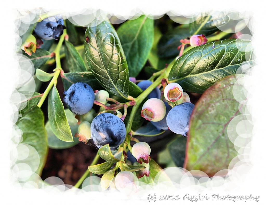 Fresh Blueberryies by flygirl