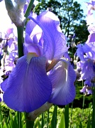 31st May 2011 - Hunting Iris