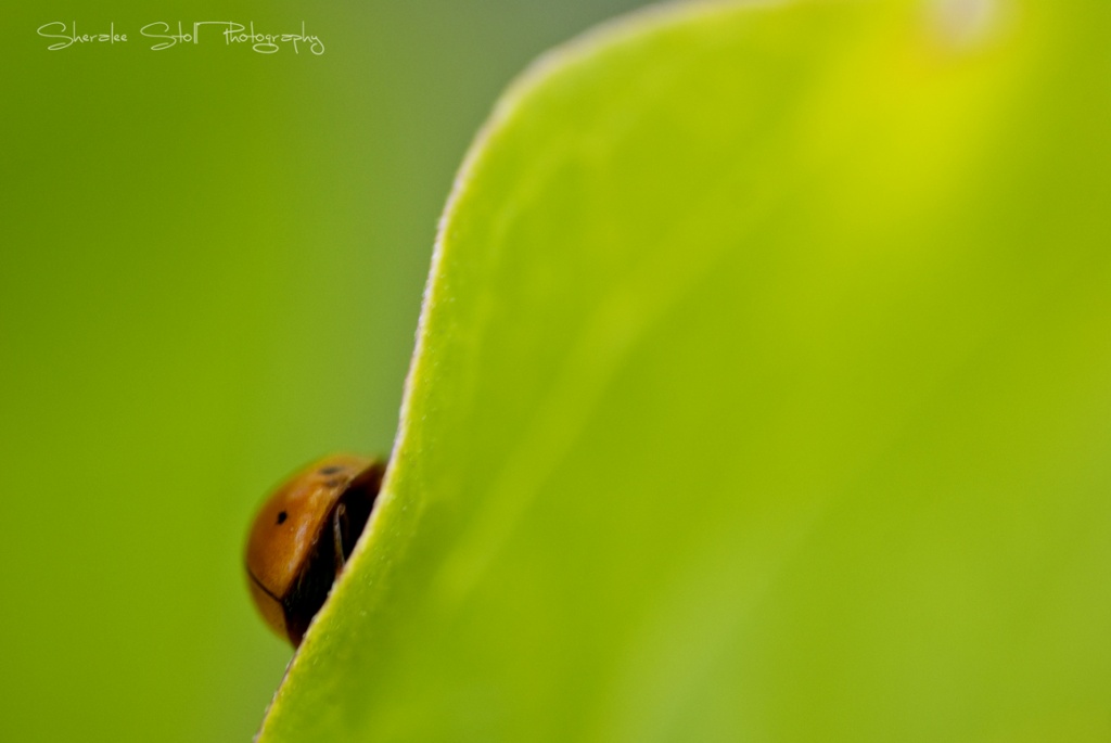 Shy Ladybird by bella_ss