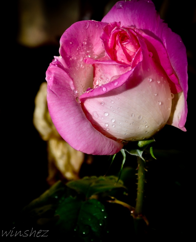 raindrops on roses 2 by winshez