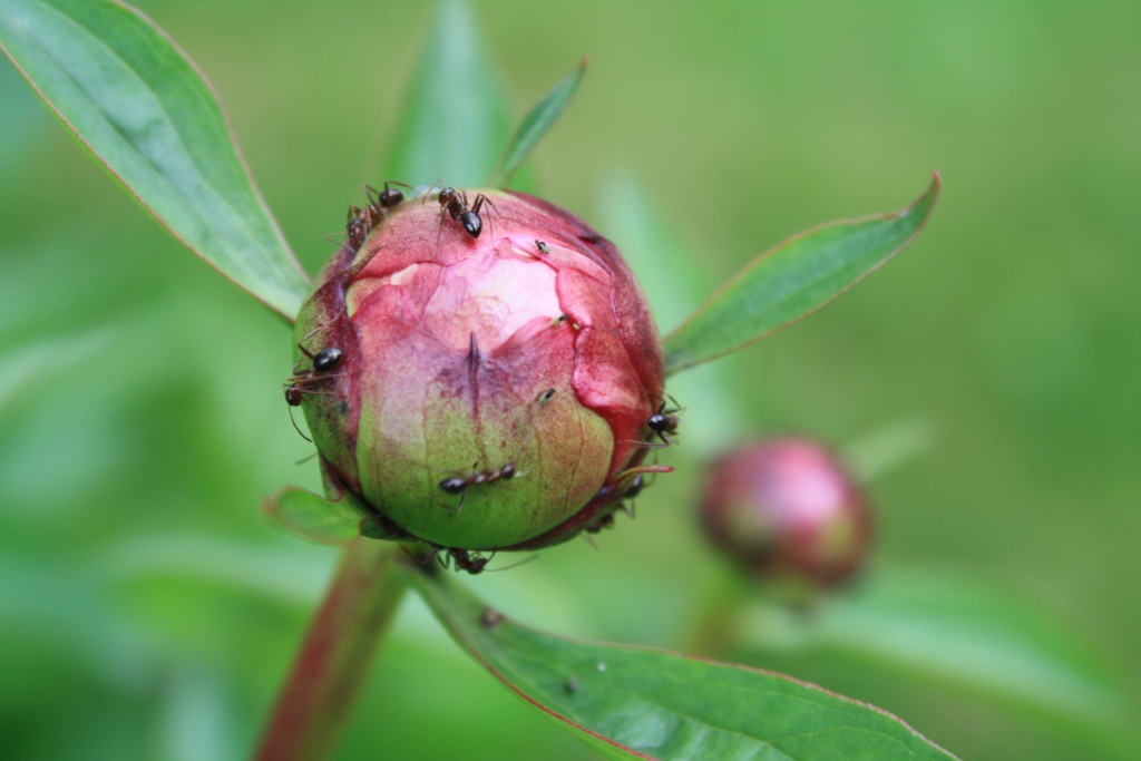 Ants love peonies by mittens