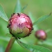 Ants love peonies by mittens