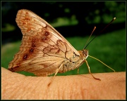 1st Jun 2011 - This butterfly found me!